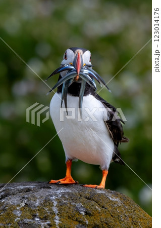 Seabird Species Atlantic Puffin (Fratercula arctica) With Sandeels On The Isle Of May In The Firth Of Forth Near Anstruther In Scotland Seabird Species Atlantic Puffin (Fratercula arctica) With Sandeels On The Isle Of May In The Firth Of Forth Near Anstruther In Scotland 123014176
