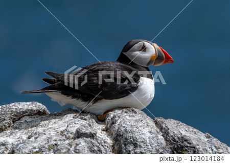 Seabird Species Atlantic Puffin (Fratercula arctica) On The Isle Of May In The Firth Of Forth Near Anstruther In Scotland 123014184