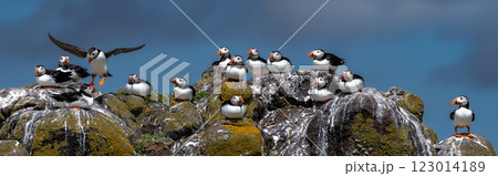 Group Of Seabird Species Atlantic Puffin (Fratercula arctica) On The Isle Of May In The Firth Of Forth Near Anstruther In Scotland 123014189