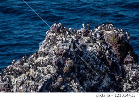 Breeding Seabirds Common Guillemots (Uria Aalge) On Steep Cliffs At The Atlantic Coast Of St. Abbs Head In Scotland, UK Breeding Seabirds Common Guillemots (Uria Aalge) On Steep Cliffs At The Atlantic Coast Of St. Abbs Head In Scotland, UK 123014413