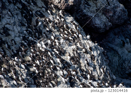 Breeding Seabirds Common Guillemots (Uria Aalge) On Steep Cliffs At The Atlantic Coast Of St. Abbs Head In Scotland, UK Breeding Seabirds Common Guillemots (Uria Aalge) On Steep Cliffs At The Atlantic Coast Of St. Abbs Head In Scotland, UK 123014416