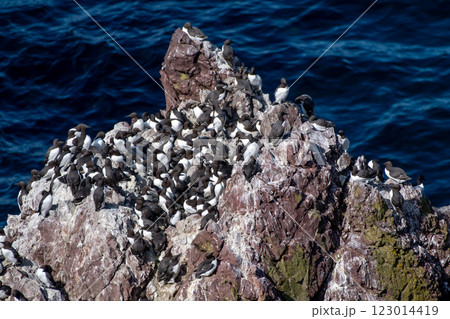 Breeding Seabirds Common Guillemots (Uria Aalge) On Steep Cliffs At The Atlantic Coast Of St. Abbs Head In Scotland, UK Breeding Seabirds Common Guillemots (Uria Aalge) On Steep Cliffs At The Atlantic Coast Of St. Abbs Head In Scotland, UK 123014419