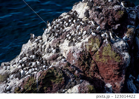 Breeding Seabirds Common Guillemots (Uria Aalge) On Steep Cliffs At The Atlantic Coast Of St. Abbs Head In Scotland, UK Breeding Seabirds Common Guillemots (Uria Aalge) On Steep Cliffs At The Atlantic Coast Of St. Abbs Head In Scotland, UK 123014422