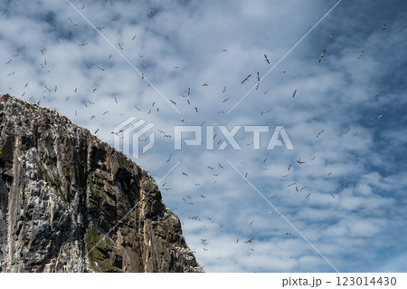 Colony Of Nesting Seabirds Northern Gannets (Morus Bassanus) On Bass Rock Island In The Atlantic Ocean Of Firth of Forth At North Berwick Near Edinburgh In Scotland 123014430