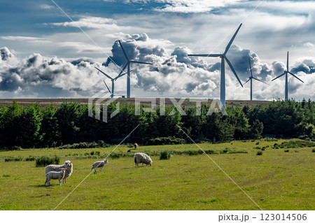 Rural Farmland Landscape With Sheep And Rotating Wind Turbines For Renewable Energy Production In Scotland, UK 123014506