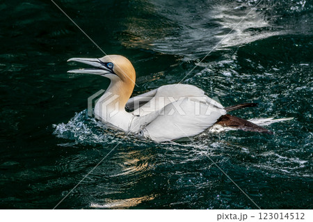 Swimming Seabird Northern Gannets (Morus Bassanus) On Island Bass Rock In The Atlantic Ocean  At North Berwick In Scotland, UK 123014512