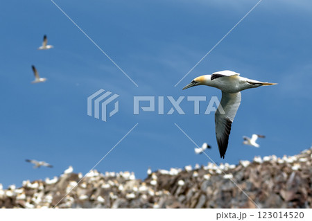Colony Of Nesting Seabirds Northern Gannets (Morus Bassanus) On Bass Rock Island In The Atlantic Ocean Of Firth of Forth At North Berwick Near Edinburgh In Scotland Colony Of Nesting Seabirds Northern Gannets (Morus Bassanus) On Bass Rock Island In The Atlantic Ocean Of Firth of Forth At North Berwick Near Edinburgh In Scotland 123014520
