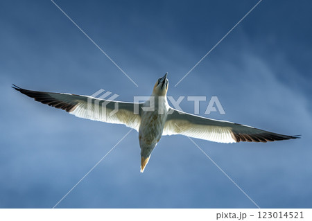 Flying Seabird Northern Gannet (Morus Bassanus) On Island Bass Rock In The Atlantic Ocean Of Firth of Forth At North Berwick Near Edinburgh In Scotland Flying Seabird Northern Gannet (Morus Bassanus) On Island Bass Rock In The Atlantic Ocean Of Firth of Forth At North Berwick Near Edinburgh In Scotland 123014521