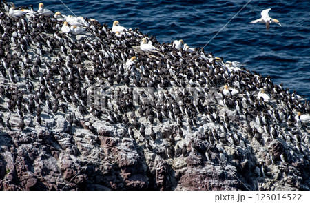 Breeding Seabirds Northern Gannets (Morus Bassanus), Common Guillemots (Uria Aalge) and Razorbills (Alca Torda) At The Atlantic Coast Of St. Abbs Head In Scotland, UK 123014522