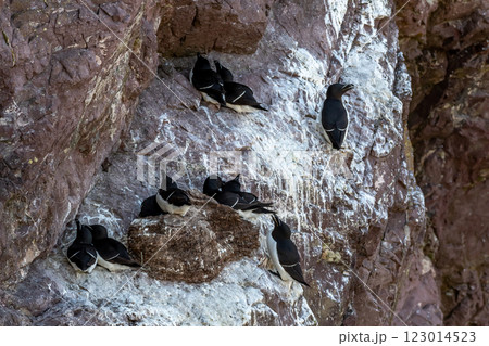 Seabird Species Razorbills (Alca Torda) At The Atlantic Coast Of St. Abbs Head In Scotland Seabird Species Razorbills (Alca Torda) At The Atlantic Coast Of St. Abbs Head In Scotland 123014523