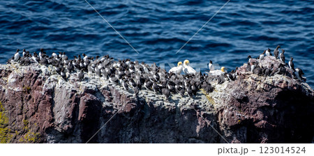 Breeding Seabirds Northern Gannets (Morus Bassanus), Common Guillemots (Uria Aalge) and Razorbills (Alca Torda) At The Atlantic Coast Of St. Abbs Head In Scotland, UK Breeding Seabirds Northern Gannets (Morus Bassanus), Common Guillemots (Uria Aalge) and Razorbills (Alca Torda) At The Atlantic Coast Of St. Abbs Head In Scotland, UK 123014524
