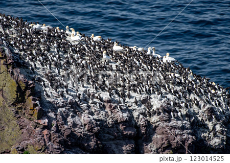 Breeding Seabirds Northern Gannets (Morus Bassanus), Common Guillemots (Uria Aalge) and Razorbills (Alca Torda) At The Atlantic Coast Of St. Abbs Head In Scotland, UK 123014525