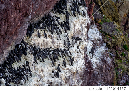 Breeding Seabirds Common Guillemots (Uria Aalge) On Steep Cliffs At The Atlantic Coast Of St. Abbs Head In Scotland, UK 123014527