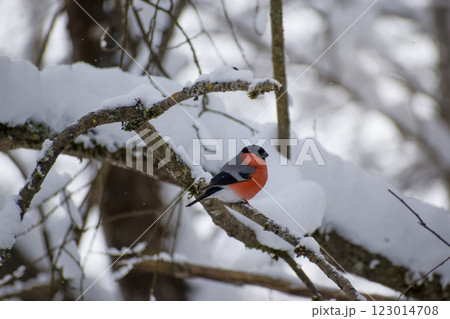 bullfinch on a snowy branch on a winter day 123014708