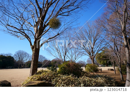 公園のヤドリギ 123014718