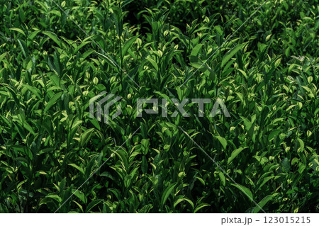 Lush and Vibrant Green Tea Leaves Flourishing in a Beautifully Vibrant Field of Nature 123015215