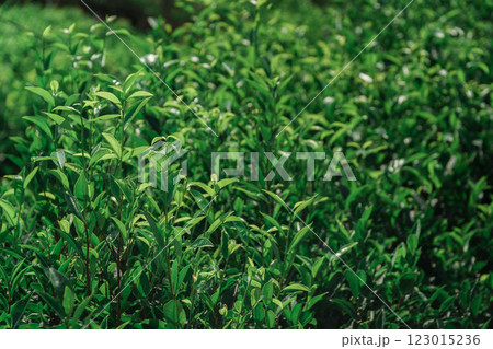 Vibrant green tea leaves fill a lush tea garden, showcasing natures abundant beauty Vibrant green tea leaves fill a lush tea garden, showcasing natures abundant beauty 123015236