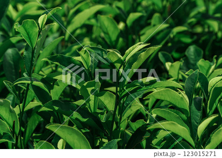 Lush, vibrant green tea leaves are thriving in abundant, lush growth across the fields Lush, vibrant green tea leaves are thriving in abundant, lush growth across the fields 123015271