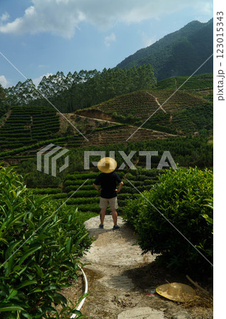 Finding Solitude Amidst Lush Green Tea Plantations Beneath the Expansive Blue Skies Finding Solitude Amidst Lush Green Tea Plantations Beneath the Expansive Blue Skies 123015343