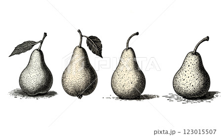 Intricate vintage pear engraving in black and sepia tones with detailed linework, illustration Intricate vintage pear engraving in black and sepia tones with detailed linework, illustration 123015507