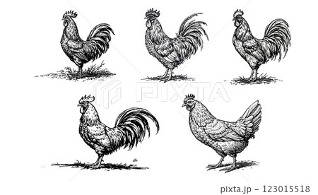 Set vector of hand-drawn vintage engraving-style illustration of a chicken in line work 123015518