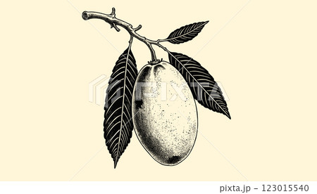 Intricate vintage mango engraving in black and sepia tones with detailed linework, illustration Intricate vintage mango engraving in black and sepia tones with detailed linework, illustration 123015540