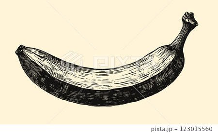 Intricate vintage banana engraving in black and sepia tones with detailed linework, illustration Intricate vintage banana engraving in black and sepia tones with detailed linework, illustration 123015560