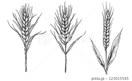 Detailed hand-drawn vintage engraving-style line work vector illustration of oat stalks 123015585
