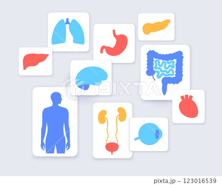 Human internal organs 123016539