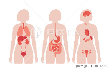Human internal organs Human internal organs 123016548