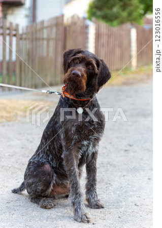 German Wirehaired Pointer also know as Drahthaar sitting. German Wirehaired Pointer also know as Drahthaar sitting. 123016556