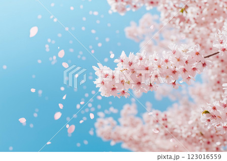 桜と青空 桜と青空 123016559