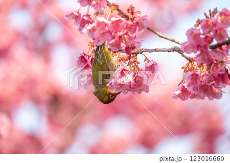 寒桜の周りを飛び回るメジロ 123016660