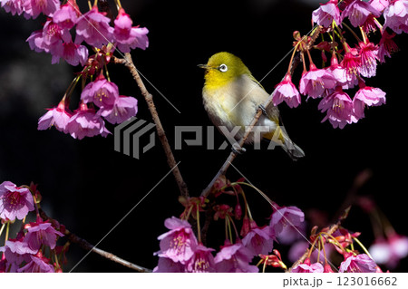 寒桜の周りを飛び回るメジロ 123016662
