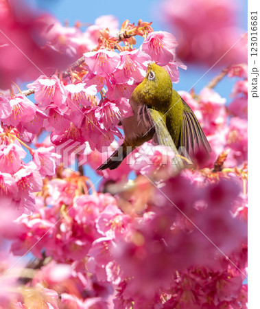 寒桜の周りを飛び回るメジロ 123016681