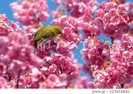 寒桜の周りを飛び回るメジロ 寒桜の周りを飛び回るメジロ 123016682