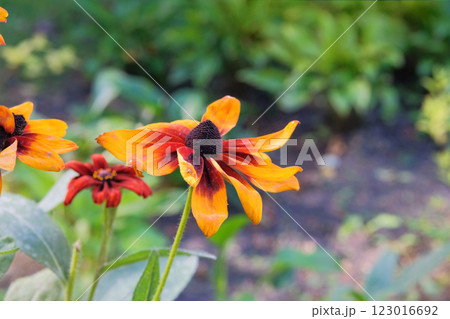 Rudbeckia in meadow in autumn. Black eyed susan. Ornamental plant. Orange Rudbeckia grows in cottage garden. Sunny day. 123016692