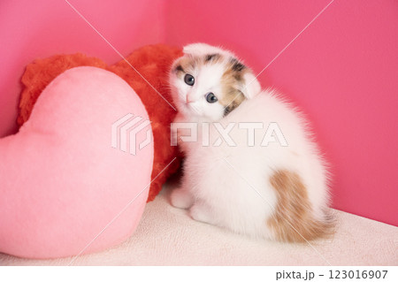 ピンクバックとハートとスコティッシュフォールドの仔猫 123016907