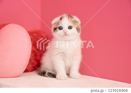 ピンクバックとスコティッシュフォールドの仔猫 123016908