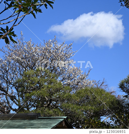梅花と青空、戸定ヶ丘歴史公園にて 梅花と青空、戸定ヶ丘歴史公園にて 123016931