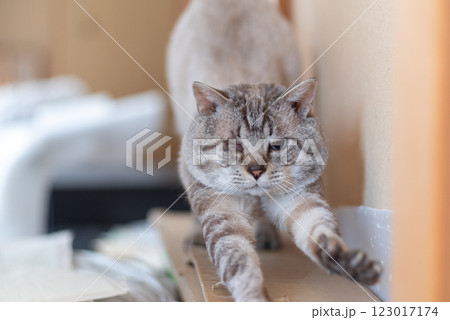 寝起きで伸びをする可愛い猫 シャムトラ猫 寝起きで伸びをする可愛い猫 シャムトラ猫 123017174