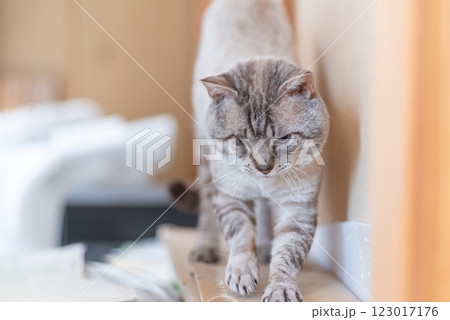 寝起きで伸びをする可愛い猫　シャムトラ猫 123017176
