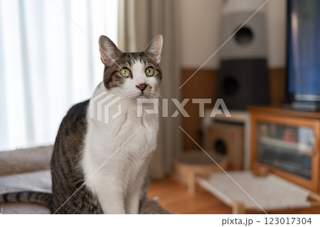 座っている猫　キジトラ白 123017304