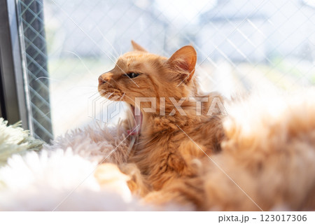 窓辺で欠伸をする猫 茶トラ猫 窓辺で欠伸をする猫 茶トラ猫 123017306