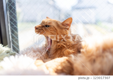 窓辺で欠伸をする猫 茶トラ猫 窓辺で欠伸をする猫 茶トラ猫 123017307