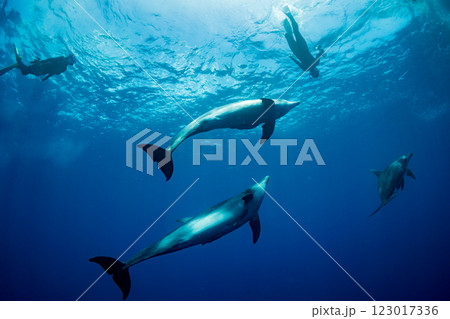 ミナミハンドウイルカ　嫁島　小笠原　東京都 123017336