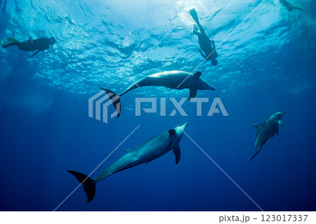 ミナミハンドウイルカ　嫁島　小笠原　東京都 123017337