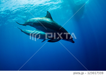 ミナミハンドウイルカ 嫁島 小笠原 東京都 ミナミハンドウイルカ 嫁島 小笠原 東京都 123017339