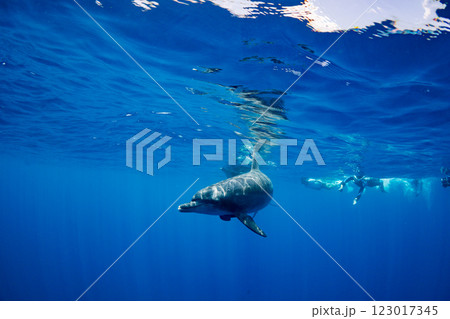 ミナミハンドウイルカ 嫁島 小笠原 東京都 ミナミハンドウイルカ 嫁島 小笠原 東京都 123017345