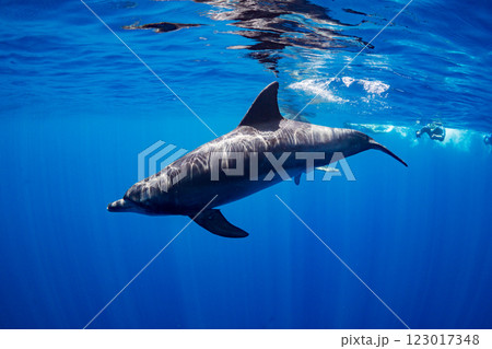 ミナミハンドウイルカ　嫁島　小笠原　東京都 123017348